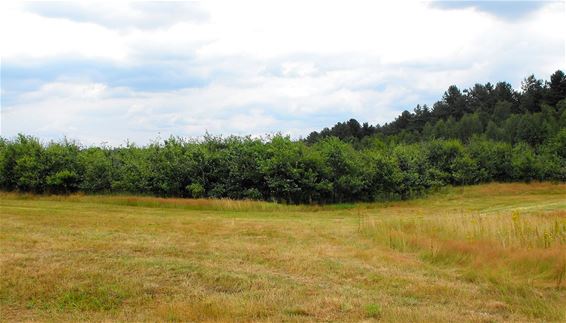 Vlinderbos groeit lekker - Lommel