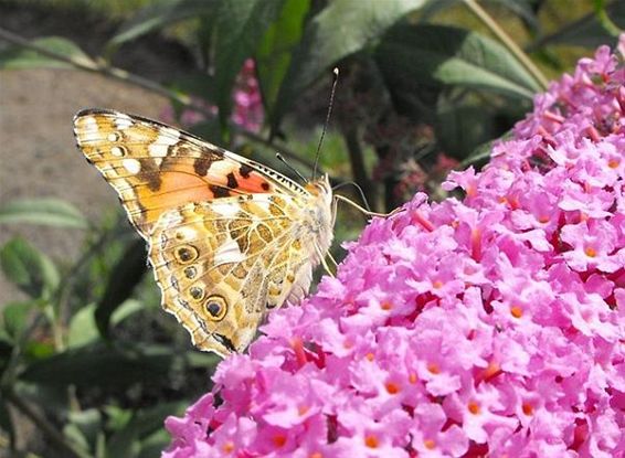 Vlinders tellen, dit weekend... - Hechtel-Eksel