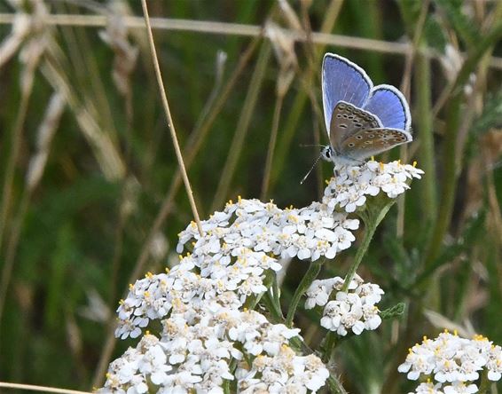 Vlinders tussen de veldbloemen - Pelt