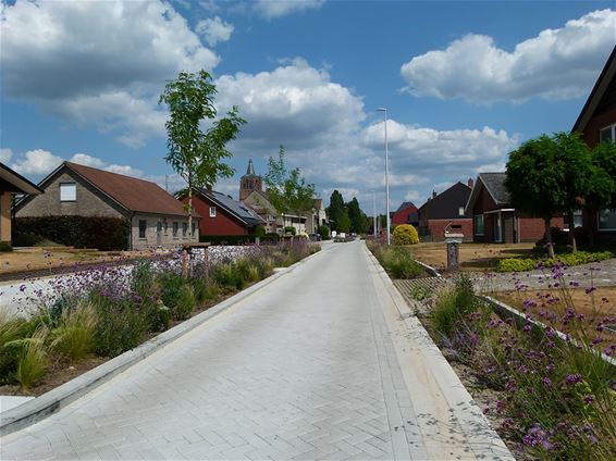 Vlinders vinden hun weg naar kleurrijke berm - Peer