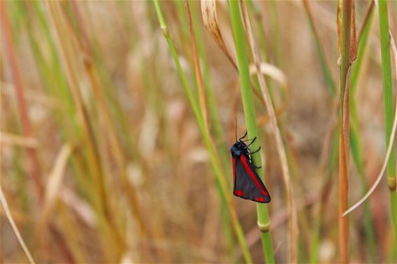 Vlinderseizoen geopend - Lommel