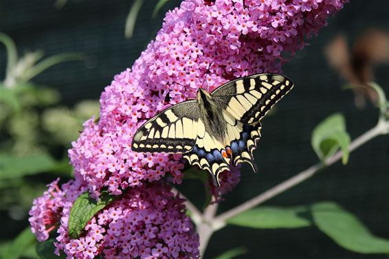 Vlindertijd in de tuin - Neerpelt