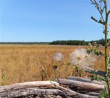 Hechtel-Eksel - Vlindervallei: een zomers paradijs voor vlinders