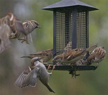 Vogel van het jaar: huismus