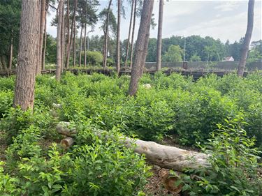 Vogelkers in speelbos wordt aangepakt - Beringen