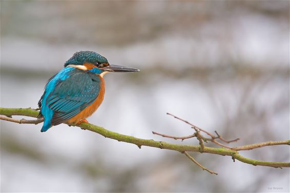 Vogels gespot... - Lommel