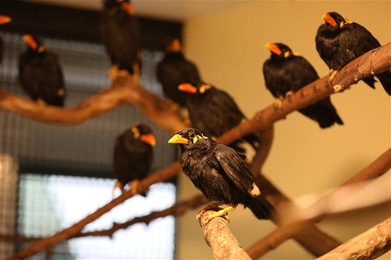 Vogels in beslag genomen - Oudsbergen