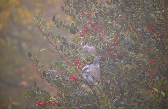 Vogels in de Sahara - Lommel