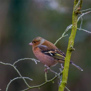 Vogels in de winter - Beringen