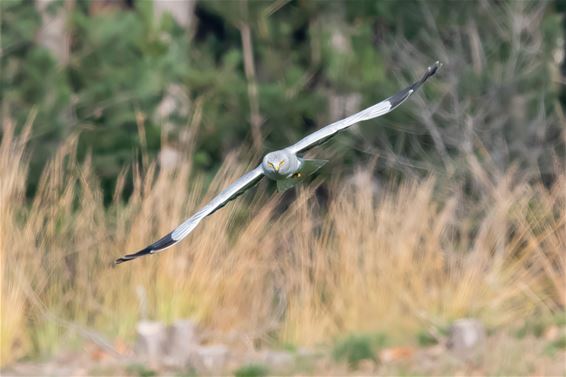 Vogels in onze Lommelse natuur - Lommel