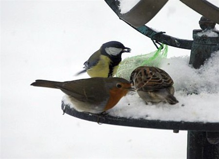 Vogels naar de voedertafel - Overpelt