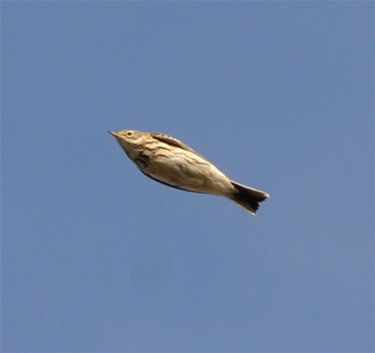 Vogels trekken naar het Zuiden - Lommel & Pelt