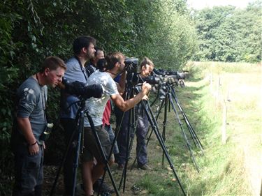 Vogelspotters gespot in Koersel - Beringen