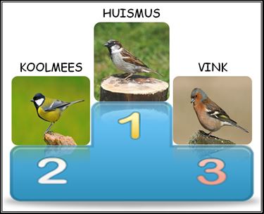 Vogeltelweekend: huismus meest gezien