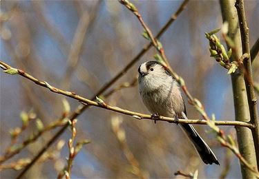 Vogeltelweekend met liedjes over vogels