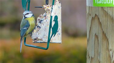 Vogeltelweekend - Beringen