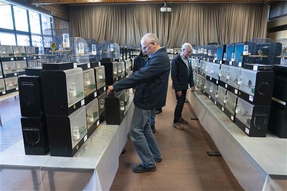 Vogeltentoonstelling in De Kom - Lommel