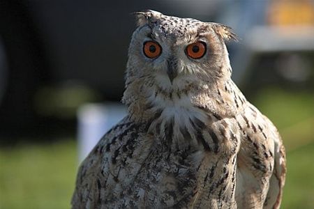 Volk genoeg op plattelandsbeurs - Overpelt