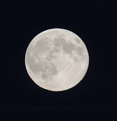 Volle bevermaan - Beringen & Leopoldsburg