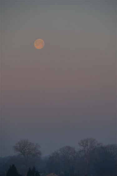 Volle maan in de ochtend - Beringen