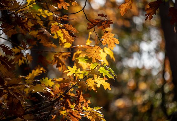 Volop herfst - Lommel