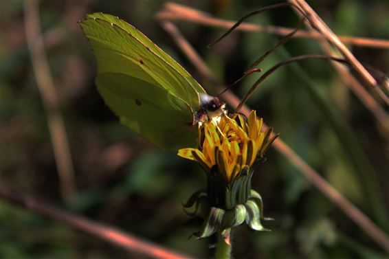 Volop kleur in de tuin - Lommel