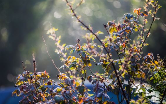 Volop lente in Kerkhoven en Gelderhorsten - Lommel