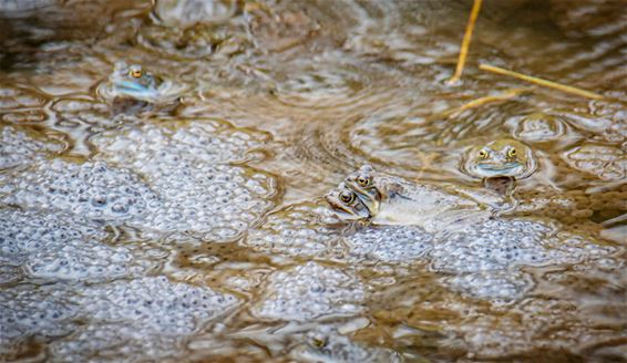 Volop kikkers in onze natuur - Lommel