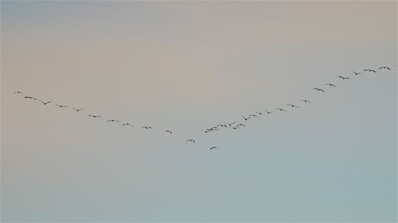 Voorjaarstrek kraanvogels - Lommel