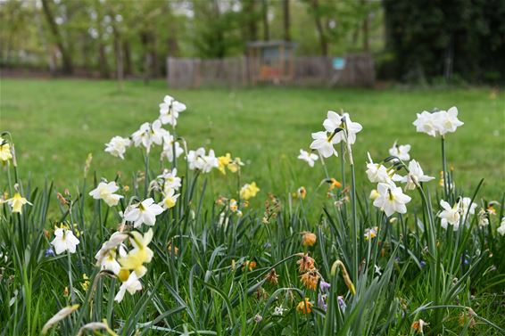 Nog meer bloemenweides - Beringen