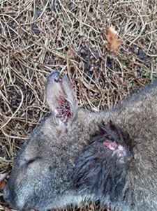 Vos doodde kangoeroes in Paal - Beringen