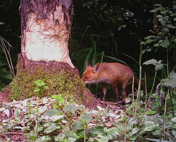 Vos ruikt bever - Pelt