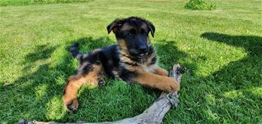 Vraag naar honden en katten gestegen