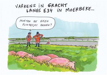 Vrachtwagen met varkens gekanteld!