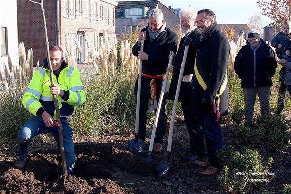 Vredesboom geplant - Hamont-Achel