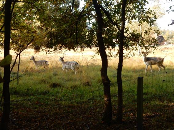 Vreemd bezoek in 't Plat - Overpelt