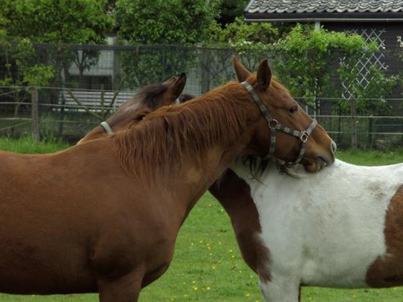 Vriendschap in de paardenwereld - Neerpelt