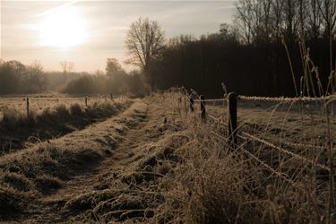 Vrieskou in de ochtend - Beringen