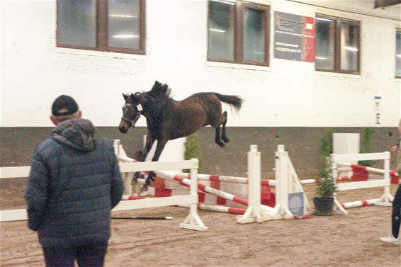 Vrijspringen bij Dagen van het Paard - Leopoldsburg