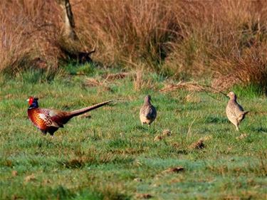 Vroege vogels in het Hageven - Pelt