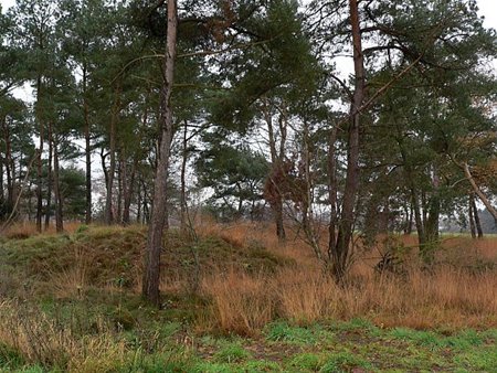 'Waar is der vaadren fierheid...' - Neerpelt