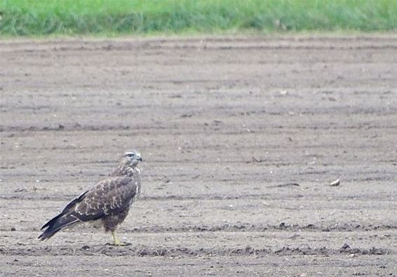 Waar zijn de muizen? - Meeuwen-Gruitrode