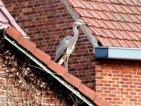 Waar zijn die tuinvijvertjes? - Peer