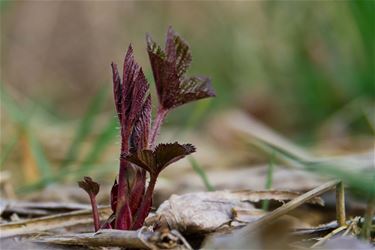 Waarom begint de lente nu op 20 maart?