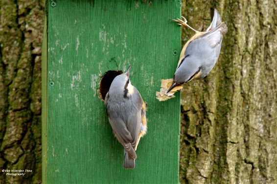 Waarom de boomklever een boomklever is - Hamont-Achel