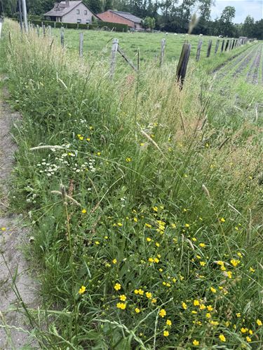Waarom sommige bermen al gemaaid zijn - Hamont-Achel