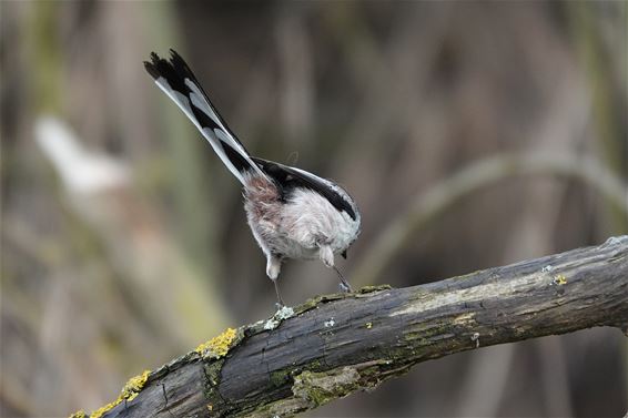 Waarom ze mij een staartmees noemen… - Pelt