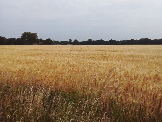 Wachten met oogsten? - Oudsbergen