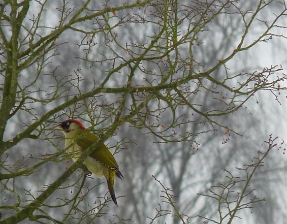 Wachten op de mieren - Neerpelt