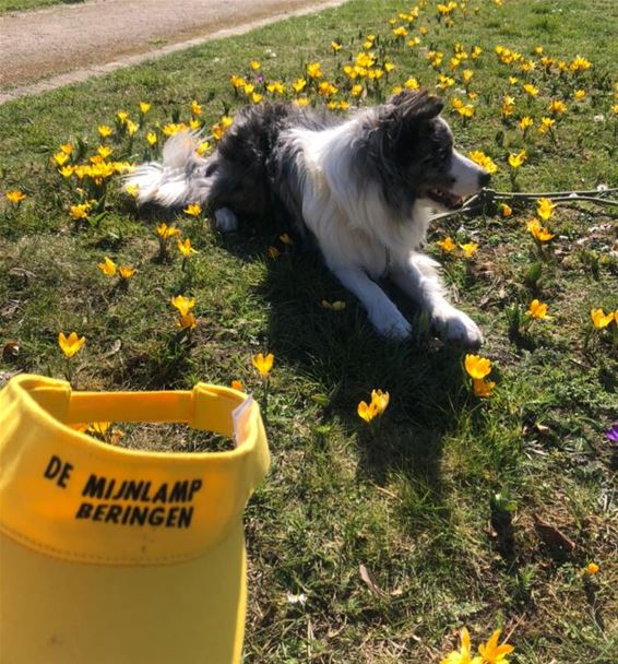 Wandeldag De Mijnlamp - Beringen